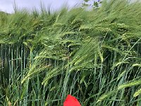 IMG 7498  poppy with wheat