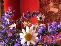 IMG 7502  local flowers