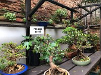 IMG 7833  a bonsai shelter where you can board your plant when you go a trips