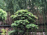 IMG 7835  very nice specimens