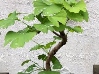 IMG 7836  bonsai gingko!