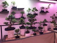 IMG 7837  wall of bonsai
