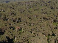 IMG 1644  the landward pine forest