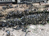 IMG 7323  mussels attached to posts
