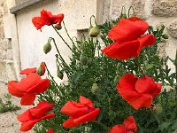 IMG 7336  back in Margaux