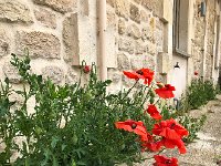 IMG 7337  poppies in a parking lot