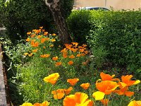 IMG 7348  how did they get here?