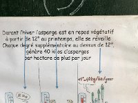 IMG 7358  what you need to know about asparagus