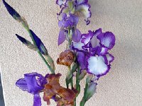 IMG 1801  17 May irises