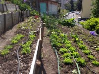 IMG 1802  18 May state of the garden