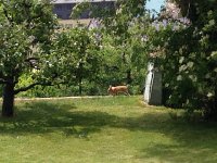 IMG 1843  22 May a house bunny on the loose!