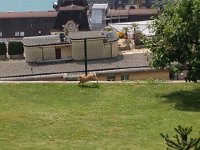 IMG 1844  scamper, scamper