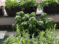 IMG 7851  16 May the balcony garden