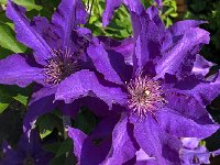 IMG 7852  Clematis somewhere