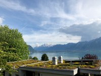 IMG 7918  21 May rooftop plantings