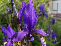 IMG 7920  fooling bees and wasps