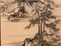 IMG 1709  close up of a pine tree growing on a rock