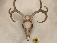 IMG 1801  Georgia O&#39;Keefe