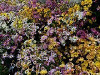 IMG 1898  And a short metro ride North to the 70&#39;s, flowers are blooming