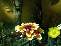 IMG 4374  what a flower looks like to a bee