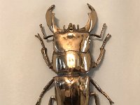 IMG 1954  golden scarab from the lake house