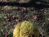 IMG 4470  Osage orange - food source for some extinct mammal