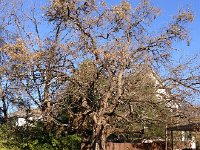 IMG 4473  Osage orange tree and fruit