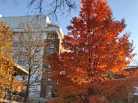 IMG 2262  autumnal colors continue