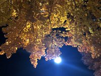 IMG 2284  night time leaves