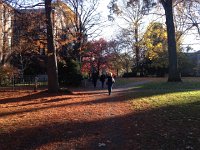 IMG 4620  autumnal colors and blue sky