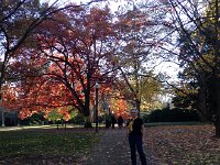 IMG 4623  autumnal colors and leaf art