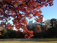 IMG 4627  autumnal colors and blue sky