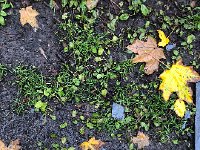 IMG 1194  ground is soaked