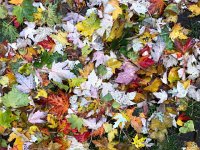 IMG 1201  rain tears off the leaves which make a pretty carpet everywhere
