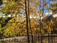 IMG 1232  the aspen near the school yard