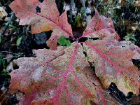 IMG 1351  oak leaves waiting to be blown off their branch