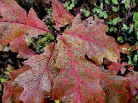 IMG 1352  nature imitating art