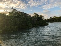 IMG 2587  mangroves and trees full of birds