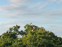 IMG 2589  especially pelicans