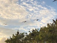 IMG 2591  frigate birds