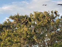 IMG 2593  dense with big birds