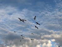 IMG 2595  pterodactyl-like