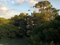 IMG 2599  incoming ibises