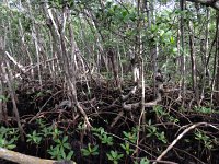 IMG 4750  Mangroves