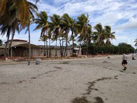 IMG 4753  palms that resisted the hurricane