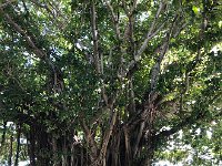 IMG 2647  banyan trees are huge in Coral Gables