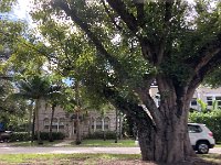 IMG 2432  Banyan trees