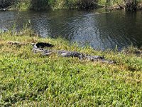 IMG 2439  the first of many, many alligators