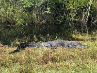 IMG 2442  more gators