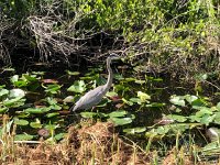 IMG 2444  heron